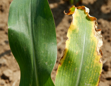 Glyphosat und polare Wirkstoffe